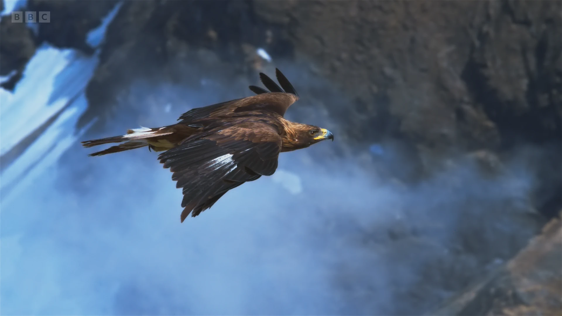 European golden eagle (Aquila chrysaetos chrysaetos) as shown in Frozen Planet II - Frozen Peaks
